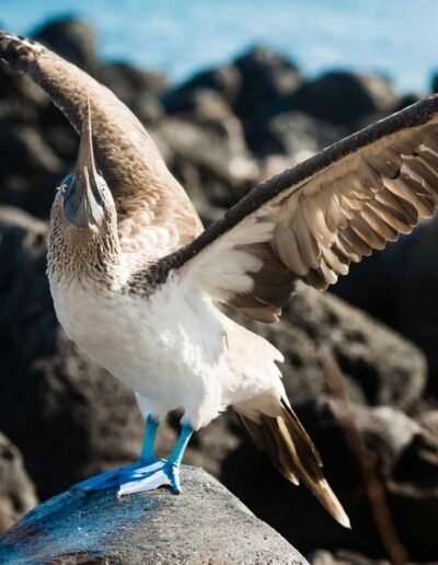 Piquero Patas Azules