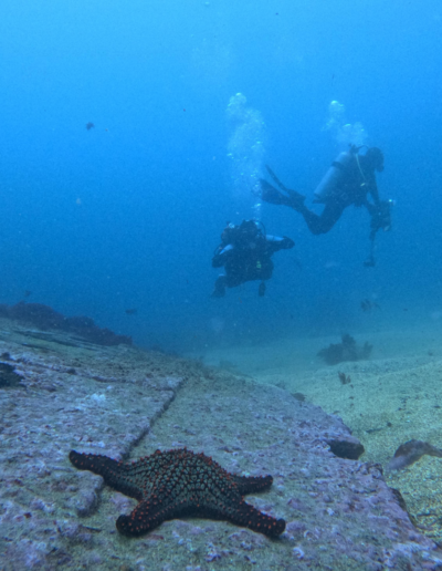 Wreck Carawa